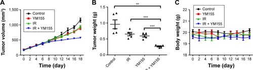 Figure 5 YM155 could enhance radiosensitivity of KYSE150 xenografts. (A) Tumor volume was measured at the indicated times after the onset of treatment. Values are represented as the mean ± SD from five mice per group. (B) The mice were sacrificed, and tumor weight was measured. Values are represented as the mean ± SD from five mice per group. (C) Mice body weight was measured at the indicated times after the onset of treatment. (D) Representative images of SA-β-Gal (green) staining for tumor sections of different treatments; quantifications are shown on the right. (E) Representative images of TUNEL assay (purple) staining for tumor sections of different treatments; quantifications are shown on the right. (F) Immunohistochemistry analysis of p53, p21, and survivin expression in tumor sections after different treatments; quantifications are shown below the images. **p < 0.01; ***p < 0.001.