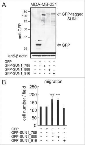 Figure 3. overexpression of SUN1_785 and SUN1_888 but not SUN1_916 promotes cell migration activities. (A) MDA-MB-231 cells were transfected with GFP-tagged SUN1 variants (GFP-SUN1_785, GFP-SUN1_888, GFP-SUN1_916), or GFP alone. After incubation for 24 hours, total cell lysates were separated by a 10% acrylamide gel and analyzed by western blotting. (B) Cell migration activities were analyzed 24 hours after transfection. Transfection efficiency was ∼70% (determined using a Tali image cytometer) and all cells were counted including GFP-positive and -negative cells. Each bar represents the mean number of cells per field ±SD. *; p < 0.05, **; p < 0.01.