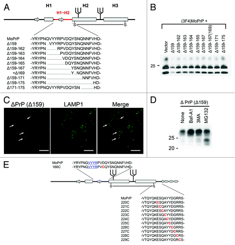 Figure 2. (A) Example of systematically-designed mutant PrPs with deletions in H1~H2, used to test in DNI assay whether the H1~H2 region is an interaction interface. (B) Representative immunoblot demonstrating inverse correlation between DNI efficiency and size of deletion in H1~H2. A conversion-competent and epitope-tagged wild-type PrP, (3F4)MoPrP, and a conversion-incompetent PrP mutant were co-transfected into 22L prion-infected N2a cells and PK-resistant PrP was detected. (C) Confocal image showing co-localization of PrPΔ159 and LAMP1. N2a cells transfected with PrPΔ159 were fixed, treated with 6M guanidine hydrochloride to remove excessive PrPΔ159 signal localized in ER, labeled with antibodies against PrP and LAMP1, and analyzed for co-localization. (D) Immunoblot showing that degradation of PrPΔ159 is inhibited by treatment with bafilomycin A1 (Baf-A1), autophagy inhibitor 3MA, or proteasome inhibitor MG132. (E) A schematic illustration of a series of mutant PrPs with two cysteine substitutions.