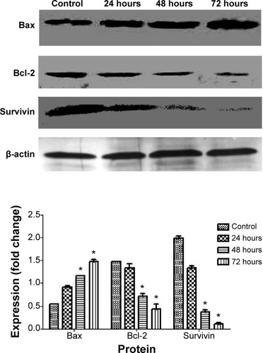 Figure 8 Effect of liriodenine on level of apoptosis in regulatory proteins at 24, 48, and 72 hours, with β-actin as a loading control.