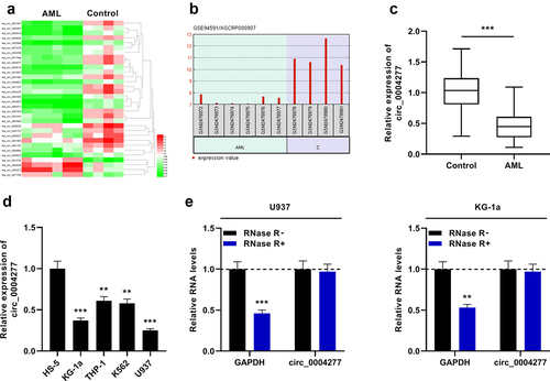 Figure 1. Circ_0004277 expression is remarkably up-regulated in AML. A. Heat map showed the differentially expressed circRNAs (bone marrow mononuclear cells of AML patients v.s. bone marrow mononuclear cells of healthy controls, GSE94591), and the filter criteria was P < 0.05,Log2(Change fold)> 2.5. B. The expression of circ_0004277 in bone marrow mononuclear cells of AML patients was significantly down-regulated compared with that of healthy controls (GSE94591). C. qRT-PCR showed that circ_0004277 expression was lower in the bone marrow samples of 37 AML patients than that in 37 healthy controls. D. qRT-PCR revealed that circ_0004277 expression in AML cells (KG-1a, THP-1, K562 and U937) was down-regulated compared with the human normal stromal cells (HS-5). E. qRT-PCR showed that circ_0004277 was resistant to RNase R. ** P < 0.01, and *** P < 0.001.