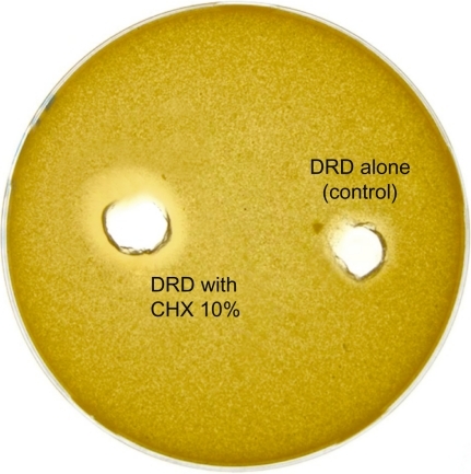 Figure 4 Zone of inhibition of Candida albicans growth around the well containing the drug release device (DRD) with 10% chlorhexidine (CHX). Note the absence of an inhibition zone around the well containing the control, ie, poly (methyl methacrylate) alone.