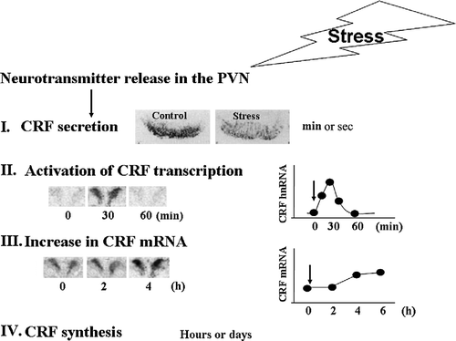Figure 1 Diagram depicting the sequence of events in the regulation of CRF expression in the PVN. Following release of stimulatory neurotransmitters in the PVN in response to stress, there is a rapid release of CRF peptide from the median eminence into the pituitary portal circulation, as evidenced by a rapid disappearance of immunoreactive CRH from the median eminence (I). The image shows immunostaining for CRF in the median eminence of rats subjected to intracerebroventricular colchicine injection 18 h before ip injection of normal saline (controls) or HS (stress). This is followed by transient increases in CRF primary transcript (hnRNA) within minutes (II), and more sustained increases in CRF mRNA, within hours (III), shown by the PVN in situ hybridization images and time curves. Restoration of CRF peptide storage pools through mRNA translation occurs within hours or days (IV).