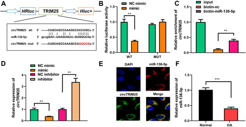 Figure 3. circTRIM25 is a miR-138-5p sponge. (A) Sequences of circTRIM25 and miR-138-5p binding sites were predicted using Starbase database. (B) Luciferase reporter analysis and (C) RNA pull down assay were used to confirm the interaction between circTRIM25 and miR-138-5p. (D) Quantitative real-time PCR (qRT-PCR) was performed to determine circTRIM25 levels when miR-138-5p was overexpressed or inhibited. (E) Fluorescence in situ hybridisation (FISH) was conducted to identify the intracellular location of circTRIM25 and miR-138-5p. (F) miR-138-5p was examined in cartilage tissues of healthy controls and patients with osteoarthritis (OA). **p < 0.01. ***p < 0.001.