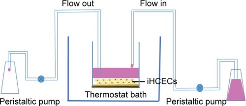 Figure 2 Schematic diagram of the in vitro tear turnover apparatus. The model incorporates an insert containing iHCECs as turnover chamber; the external basal side of the insert is sealed to avoid down diffusion of material. The temperature of the system is 34°C (the human tear film temperature). Two peristaltic pumps were used to control the inflow and outflow of simulated tears in the chamber.Abbreviation: iHCECs, human immortalized cornea epithelial cells.