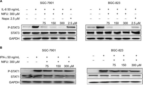 Figure 5 Nifuratel blocked IL-6-induced STAT3 phosphorylation.