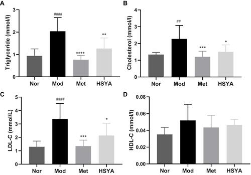 Figure 6 Effects of HSYA on the blood lipid profiles in T2DM rats. (A) Triglycerides (TG) level; (B) Total cholesterol (TC) level; (C) Low-density lipoprotein cholesterol (LDL-C) level. (D) High-density lipoprotein cholesterol (HDL-C) level. The blood lipid profile was measured in each group after 8 weeks of treatment. Results are presented as means ± SD and n=8 in each group. ##P<0.01, ####P<0.0001, vs Nor; *P<0.05, **P<0.01, ***P<0.001, ****P<0.0001, vs Mod.