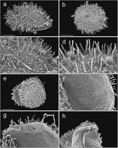 Figure 1. Zercon hamaricus SEM (Scanning Electron Microscopy) micrographs of eggs. (a) air-dried egg; (b) egg dried with the use of HMDS (hexamethyldisilazane); (c,d) exochorion; (e) typical view of hatched egg; (f) inner surface of egg chorion; (g,h) stoma-like structure on the inner egg surface (asterisk). Scale bars (µm): a–c, e = 50; d, f–h = 25.