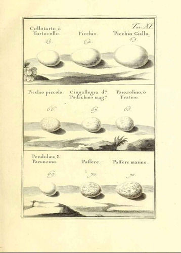 Figure 5. Example of a plate from Zinanni’s book, showing (from left to right), first row: wryneck, great spotted woodpecker (64), lesser spotted woodpecker 65; second row: treecreeper (66); great tit (67); blue tit (68); third row: penduline tit (erroneously attributed by Zinanni to long-tailed tit – see text and Table I); house sparrow (70); rock sparrow? (71).