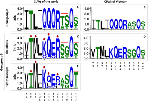 Figure 5. Sequence logo plot of important amino acid positions of the VP1 protein. The plots were created using WebLogo3 for genogroup 2 (n = 63, A) and genogroup 3 (n = 319, C, E). For comparison, amino acid sequence logos were also constructed for Vietnamese CIAVs of genogroup 2 (n = 3, B) and genogroup 3 (n = 6, D). For genogroup 3, the logo plot was separately generated for the sequences belonging (E) and not belonging (C, D) to the branch of vaccine and high passage CIAV strains (n = 74 and n = 245, respectively). Arrows indicate amino acid sites exhibiting different variations between these branches. The overall height of each stack (measured in bits) indicates the sequence conservation at that position. The height of symbols within the stack indicates the relative frequency of each amino acid at that position. Amino acids are coloured according to their hydrophobicity: blue, green and black for hydrophilic, neutral and hydrophobic, respectively. The numbers on the horizontal axis are the amino acid positions of the VP1 protein.