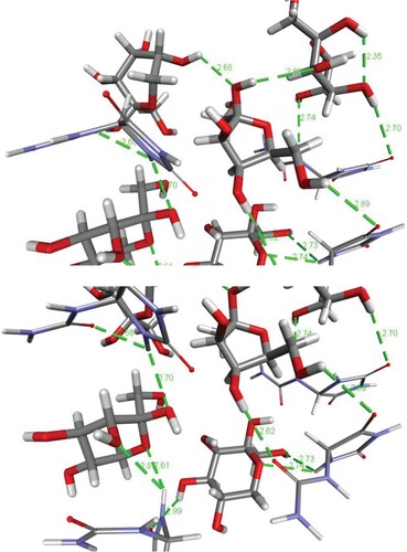 Figure 4. Conventional H-bonding (dotted lines) in allantoin and the β-D-fructose system as revealed by simulations of molecular mechanics. Fructose and allantoin are shown by thick and thin stick models, respectively.