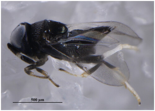 Figure 1. The lateral view of Zaomma eriococci (Ferrière, 1955). (Photo by Jin-Ling Wang). The specimen was rared from Acanthococcus lagerstroemiae at Jincheng City, Shanxi Province, China (112.91367E, 35.62242 N).