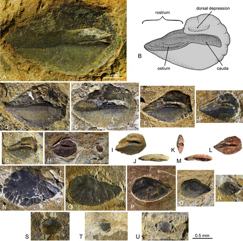 FIGURE 2. Cavenderichthys talbragarensis otoliths. A–H, sagittae, inner faces: A, AM F.143568, the largest specimen of 6.1 mm in length; B, interpretative drawing based on AM F.143569, not to scale; C, AM F.143495 (mirrored); D, AM F.143520; E, AM F.143550 (mirrored); F, AM F.143569; G, AM F.143548; H, AM F.143503 (mirrored), note lapillus on right side of picture. I–L, sagittae, extracted otoliths: I, J, AM F.143616: I, inner face; J, ventral view. K–M, AM F.143502: K, anterior view; L, inner face; M, ventral view. N–R, sagittae, outer faces: N, AM F.143454 (mirrored); O, AM F.143584 (mirrored); P, AM F.143469; Q, AM F.143513; R, AM F.143501 (mirrored). S–U, lapilli: S, AM F.143507; T, AM F.143499; U, AM F.143470. 1-mm scale bar for A,C–R and 0.5-mm scale bar for S–U.