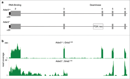 Figure 1. Genomic deletion in the Adar2 locus and measured effects on Adar2 expression. (a) Schematic figure of the mutant allele where a PGK-neo cassette is inserted into the mouse Adar2 genomic locus, as described previously.Citation7 Individual numbered exons are in gray, and the +24nt in the partially retained intron 5’ to exon 2 (black) is shown below the figure. (b) RNA-Seq coverage from one representative Adar2+/+ (upper plot) and Adar2−/− (lower plot) animal. Read coverage per base is shown on the y-axes; note that due to disruption by the PGK-neo cassette there is lower overall coverage for Adar2 in the knockout animals and that exon 4 is below limits of detection. Similar results were obtained for all animals in each genotype group.