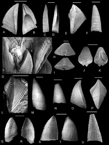 Figure 26. A–K, Fallaxlepas fallax (Darwin, Citation1851b). A, B, large scutum, A, external and B, internal aspects, original of Withers (Citation1935, pl. 48, fig. 2; NHMUK In. I. 14466). C, D, upper latus, C, external and D, internal views, original of Woodward (Citation1906, fig. 21) and Withers (Citation1935, pl. 48, fig. 3; NHMUK In. 30121). E, tergum, external view (NHMUK I. 15766). F, Carina, dorsal view (NHMUK IC 1578). G, Associated valves, showing carina, rostrum and scutum, original of Gale (Citation2020a, fig. 16J; Kutscher collection, Munich). H, I, imbricating plate, H, external and I, internal views (NHMUK PI In 64908). J, K, imbricating plate, J, external and K, internal views (NHMUK PI In 64909). L, tergum, external view (Kutscher collection, Munich). M, large carina, dorsal view (NHMUK In. 30125). N, rostrum, ventral view (NHMUK In. 30126). O, scutum, external view (NHMUK In. 30017). P, tergum, external view (NHMUK In. 30015). Q, R, large rostrum, Q, external and R, internal views (NHMUK In. 30129). S, T, rostrum, S, internal and T, external views (NHMUK In. 30130). U, small carina, dorsal view (NHMUK PI In 64910). A, B, D, F, H–K, U, Upper Campanian, Belemnitella mucronata belemnite zone, Norwich, Norfolk, UK. G, L, lower Maastrichtian, Rügen, Germany. E, Maastrictian, Benzenrathof, near Heerlen, the Netherlands. C, D, M–T, lower Maastrichtian, Belemnella sumensis belemnite zone, Trimingham, Norfolk, UK. Abbreviations: c, carina; r, rostrum; sc, scutum. Scale bars equal 5 mm (A–G, L–T) and 1 mm (H–K, U).