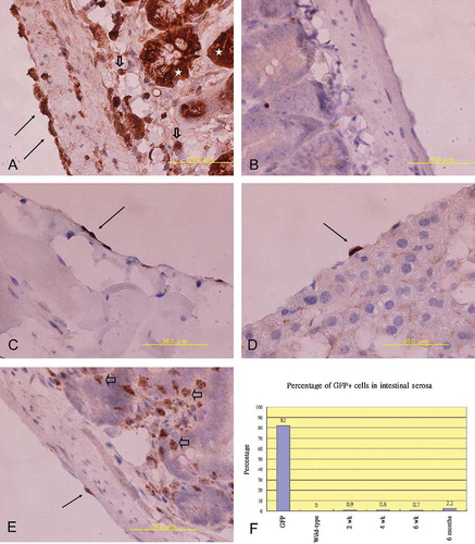 Figure 1. (A) Immunohistochemical staining of GFP revealed that cells in intestinal serosa (arrow), epithelium of intestinal villi (star), and stroma (hollow arrowhead) were positively stained with anti-GFP antibody in GFP transgenic mice. (B) No cells were stained by anti-GFP antibody in wild type mice. (C–E) GFP+ cell (arrow) could be identified in the parietal peritoneum of the anterior abdominal wall (C), the visceral peritoneum of the liver (D), and the intestinal serosa (E) of the transplant recipients, many infiltrating leukocyte (hollow arrowhead, 1E) in the stroma of intestinal villi were also positive for anti-GFP. (F) Percentage of anti-GFP+ cells within intestinal serosa of GFP donors, wild-type mice, and transplant recipients sacrificed at different time.