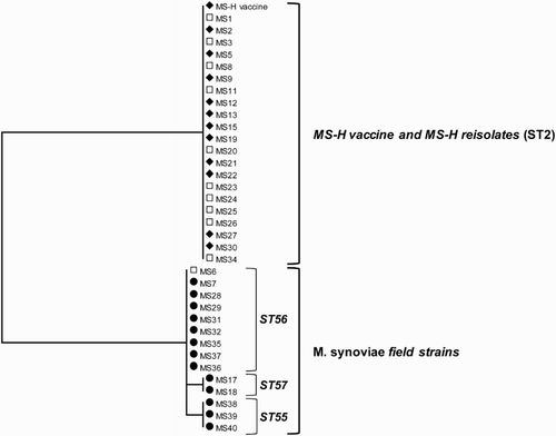 Figure 4. Phylogenetic tree of 35 M. synoviae field isolates and the MS-H vaccine strain including its re-isolates constructed from the concatenated sequences of upgA, uvrA, lepA, nanA and ruvB genes, which are used for the M. synoviae MLST. Samples in which only MS-H (♦) or field M. synoviae (•) or both, MS-H and field M. synoviae (□) were detected by the differentiating M. synoviae qPCR are indicated with the corresponding symbols. Sample identification (indicated by MS and a figure or additional text) corresponds to the sample identification used in Table 2. ST sequence type.