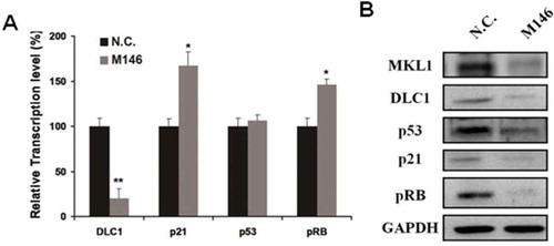 Figure 5. Depleted MKL1 resulted in the change of tumor suppressor factors DLC1, p21, p53 and pRB. (A). qRT-PCR analysis the RNA expression level of tumor suppressor factors DLC1, p21, p53 and pRB. (B). Western blotting analysis the tumor suppressor factors expression level in MKL1-depletion cells. *p < 0.05; **p < 0.01.