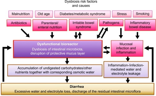 Figure 1 Dysbiosis of intestinal microbiota during diarrhea.