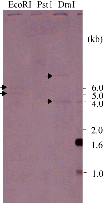 Figure 4. Southern blot analysis of HdMP gene on genomic DNA. Southern blot analysis was carried out using DIG-probe on genomic DNA digested by restriction enzyme, EcoRI, PstI, and DraI, respectively.