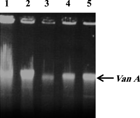 Figure 3 Molecular analysis of the vanA genes in the vancomycin-resistant S. aureus (VRSA) (n= 5). The vanA gene was found in all five isolates.
