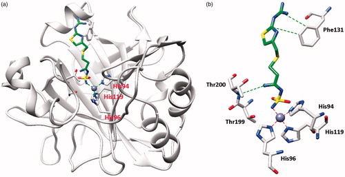 Figure 2. hCA II adduct of famotidine (FAM). (a) Overall structure. (b) Active site details, with the Zn(II) ion (gray sphere), its three His ligands and the inhibitor in green.