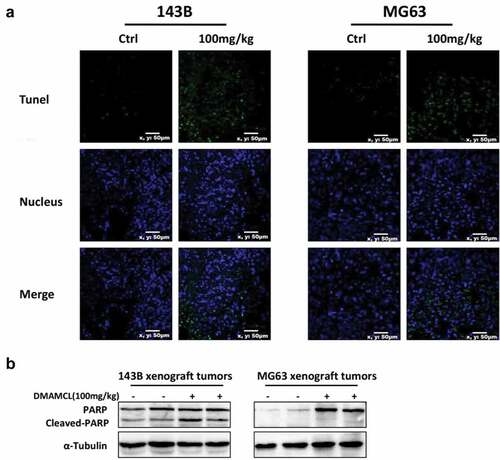 Figure 6. DMAMCL induces OS cell apoptosis in vivo. Tumor samples were collected from 143B tumor-bearing mice and MG63 tumor-bearing mice after treated with DMAMCL (100 mg/kg/d) for 2 wk. (a) Representative images showed TUNEL staining (green) in tumor sections. Nuclei were stained with DAPI (blue). Scale bar: 10 μm. (b) The expressions of Cleaved-PARP in tumor tissue were detected by Western Blotting