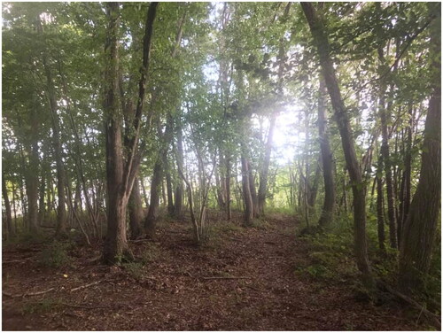 Figure 1. Municipal forest management site in a municipality (Chichibu City) supported by its prefecture (Saitama Prefecture).