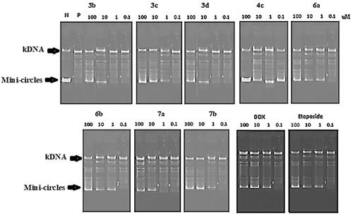 Figure 5. Agarose gel electrophoresis of compounds 3b-3d, 4c, 6a, 6b, 7a and 7b with Etoposide and Doxorubicin at 100, 10, 1, 0.1 μM concentrations.