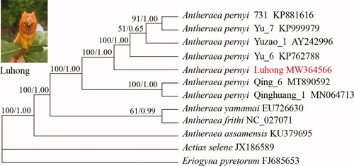 Figure 1. Phylogenetic trees inferred from full mitochondrial genomes using maximum-likelihood and Bayesian inference methods under GTR + G + I model. The bootstrap values (former) and posterior probability (latter) values are indicated at the nodes. GenBank accession numbers are listed following the name of each species or strain.