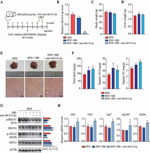 Figure 6. Regulation of Ulk1 expression by Mir214-3p is important for the mitigation of hepatic steatosis. (A) Scheme of in vivo experiments. To induce nonalcoholic fatty liver, mice were fed 60 kcal% HFD. At 4 weeks, SBI-0206965 (ULK1 inhibitor) was injected intraperitoneally to reduce ULK1 activity, and LNA-anti-Mir214-3p was administered twice after 2 weeks. (B) Relative Mir214-3p levels in the liver tissue. These levels were measured 1 week after the final anti-Mir214-3p administration. (C) Final body weight. (D) Liver weight. (E) Representative images of H&E-stained liver section. Scale bar: 100 μm (F) Total hepatic lipid, triglyceride (TG), and total cholesterol (TC) levels. (G) Protein production from autophagy-related genes in the liver. Levels of proteins phosphorylated by ULK1 to induce autophagy were measured in the liver. (H) mRNA levels of autophagy genes targeted by Mir214-3p. Values represent mean ± SEM. * p < 0.05; ** p < 0.01. BECN1: beclin 1; H&E: hematoxylin and eosin; HFD: high-fat diet; LNA: locked nucleic acid; SEM: standard error of mean