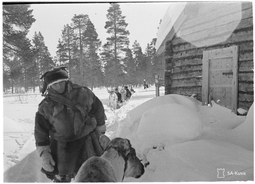 Figure 3. Vuotso Sámi with their reindeer during WWII (SA-kuva 9922/Vuotso/14.04.1940).