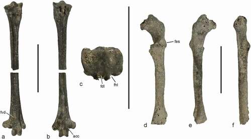 Figure 6. Bones from the early Eocene of the Nanjemoy Formation, which are assigned to Zygodactylidae. (a)‒(c) Zygodactylidae, gen. et sp. indet., right tarsometatarsus (USNM PAL 771590) in dorsal (a), plantar (b), and proximal (c) view. (d)‒(f) Zygodactylidae, gen. et sp. indet., right coracoid (USNM PAL 771591) in dorsal (d), ventral (e), and medial (f) view. Abbreviations: acc, trochlea accessoria; fas, facies articularis scapularis; fdl, hypotarsal canal for tendon of musculus flexor digitorum longus; fhl, hypotarsal sulcus for tendon of musculus flexor hallucis longus; fvd, foramen vasculare distale. The scale bars equal 5 mm. [Colour online].