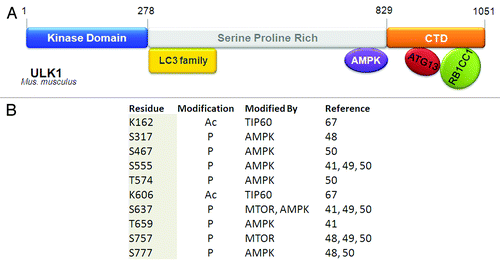 Figure 3. Domain structure and posttranslational modifications on ULK1. (A) ULK1 contains an N-terminal kinase domain, a C-terminal domain (CTD) that is conserved with the yeast and C. elegans counterparts, and a serine/proline-rich region in between that is the site for many post-translational modification events. ATG13 and RB1CC1/FIP200 interact with ULK1 through its CTD. The mapped interaction sites with members of the LC3 family and AMPK are indicated. The site of interaction with RPTOR is unresolved, as its interaction with either the kinase domain or the serine/proline-rich domain has been reported. (B) Post-translationally modified residues on ULK1. As many as 30 phosphorylation events have been reported for ULK1. For brevity, only events that have been experimentally verified are listed in the table. Similarly, only the two experimentally verified acetylation sites are listed in the table.