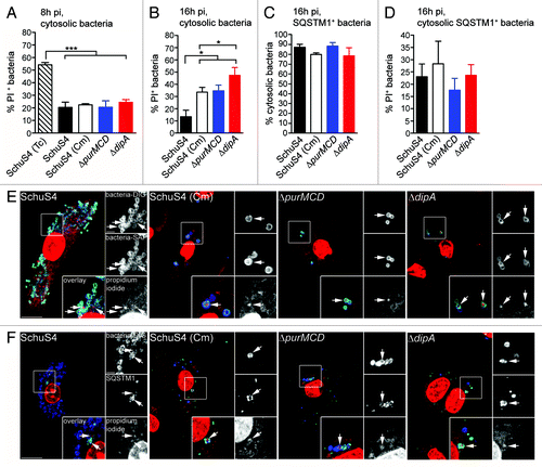 Figure 7. Survival-impaired Francisella are recognized by SQSTM1 in the macrophage cytosol. (A and B) Quantification of cytosolic bacteria for PI labeling at 8 h (A) and 16 h (B) p.i. Infected BMMs were either left untreated or treated with tetracycline at 2 h p.i. to kill cytosolic Francisella and then subjected to an intracellular viability assay to quantify the percentage of dead cytosolic bacteria. At least 100 cytosolic bacteria per experiment were scored for PI labeling in each condition. Data are means ± SD from three independent experiments. (*p < 0.05, ***p < 0.001, two-tailed unpaired Student’s t-test). (C) Quantification of the percentage of cytosolic SQSTM1-positive bacteria at 16 h p.i. Infected BMMs were subjected to the phagosome integrity assay, followed by immunofluorescence labeling of SQSTM1. SQSTM1-positive bacteria were scored for vacuolar or cytosolic localization. At least 30 bacteria per experiment were scored for each condition. Data are means ± SD from three independent experiments. (D) Quantification of cytosolic SQSTM1-positive bacteria for PI labeling at 16 h p.i. Infected BMMs were subjected to an intracellular viability assay, followed by immunofluorescence labeling of SQSTM1. Cytosolic SQSTM1-positive bacteria were scored for PI labeling. At least 30 bacteria per experiment were scored for each condition. Data are means ± SD from three independent experiments. (E) Representative confocal images of BMMs infected with either SchuS4 or its derivatives and subjected to an intracellular viability assay at 16 h p.i. Cytosolic bacteria (green) with compromised membranes are labeled with PI (red) after digitonin permeabilization. All bacteria (blue) are detected after saponin permeabilization. Magnified insets show single channel images of the boxed areas. White arrows indicate bacteria of interest. Scale bars: 10 or 2 μm. (F) Representative confocal images of BMMs infected for 16 h with either SchuS4 or its derivatives and processed for an intracellular viability assay followed by immunofluorescence labeling of SQSTM1. SQSTM1-positive (green) cytosolic bacteria (blue) with compromised membranes are labeled with PI (red). Magnified insets show single channel images of the boxed areas. White arrows indicate bacteria of interest. Scale bars: 10 or 2 μm.