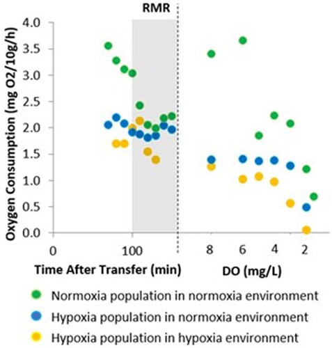 Figure 2. Measured oxygen consumption rates in each of the three respirometry tests. The routine metabolic rate (RMR) after the habituation time is the shaded area after which the isotope experiment was started under closed-system conditions.