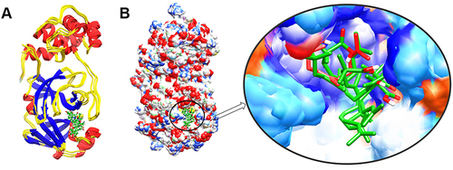 Figure 3 The structure superimposition of MD trajectories (0 ns, 50 ns, 100 ns, 150 ns, and 200 ns) over the pre-simulated 3-octane–Mpro complex. (A) The secondary structure representation of superimposed protein–ligand complexes. The ligand is represented in green color. (B) The surface representation of Mpro representing that ligand is bound within the same active site groove throughout the 200 ns of MD simulation run considering it stable active site conformation of the ligand.