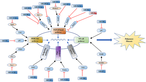 Figure 4 A diagram summarizes the targets of the miRNAs mentioned in this paper in different signaling pathways.
