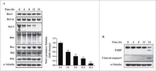 Figure 3. T. gondii-induced Mcl−1 downregulation and apoptosis in hUC-MSCs. hUC-MSCs were infected with T. gondii at an MOI of 5 for the indicated time durations. (A) Left, the protein levels of selected Bcl−2 family members were quantified by western blotting with α-Tubulin as a loading control. Representative blots of 3 independent experiments with similar results are shown. Right, fold changes of Mcl−1 levels in comparison with the results for the cells without T. gondii infection after normalization with the α-Tubulin level are shown (**P < 0.01). (B) The expression levels of PARP and cleaved caspase-3 in hUC-MSCs were determined by using western blotting. Three independent experiments were conducted showing similar results, and one representative blot is shown.