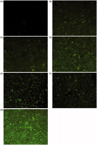 Figure 6. Fluorescence microscopy images of Caco-2 cell monolayer incubated with coumarin-6-loaded nanoparticles: unmodified NPs (A), R8-NPs (B), Tat-NPs (C), Pen-NPs (D), Sec-R8-NPs (E), Sec-Tat-NPs (F), Sec-Pen-NPs (G) for 2 h at 37 °C.