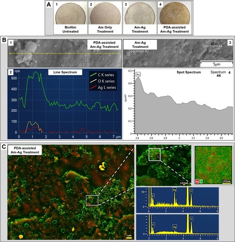 Figure 4 PDA-assisted treatment immobilized the silver particles onto the substrate’s surface. (A): Gross appearance of samples showing clear visual color changes in the PDA-assisted treatment group. (B): EDX analysis of Am-Ag treatment and PDA-assisted Am-Ag treatment. B1-2: Line analysis on the PDA-assisted treatment sample shows a clear association of Ag (red Ag spectrum line) with bacteria (C and O lines). B3-4: Point analysis on Am-Ag treatment showing no detectable Ag peaks. (C): A representative pseudo-color merged secondary electron (SE, assigned green color) and backscatter electron (BSE, assigned red color) image showing the distribution of immobilized Ag particles (appeared in bright yellow) in PDA-assisted treatment group. EDX spot analysis and mapping, confirming the presence of Ag and its distribution.