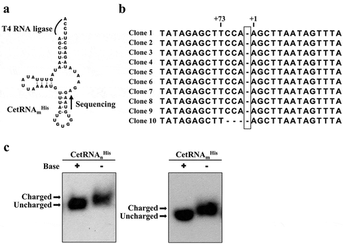 Figure 2. Determining the G-1 status of the C. elegans mitochondrial tRNAHis.(a) Strategy used to determine the G-1 status of CetRNAmHis. (b) Sequencing data. For clarity, the expected position of G-1 is boxed. (c) In vivo aminoacylation assay. The charged and uncharged tRNAs were separated in an acid 10% polyacrylamide-7 M urea gel, blotted onto a positively charged nylon membrane, and hybridized with speciﬁc 32P-labled probes. The symbols ‘+’ and ‘–’ denote the treatment with alkaline pH. The arrows mark the positions of charged and uncharged tRNAsHis.