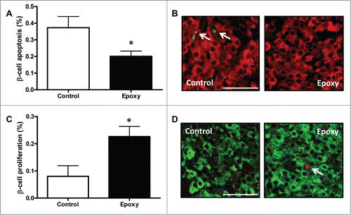 Figure 3. β-cell death and proliferation in mice treated with epoxypukalide. (A) Quantification of β-cell apoptosis (measured by TUNEL) in Control and Epoxy treated STZ-diabetic mice (N = 7-10). (B) Representative pictures of insulin and TUNEL staining. (C) Quantification of β-cell proliferation (measured by BrdU incorporation) in Control and Epoxy treated STZ-diabetic mice (N = 6-10). (D) Representative pictures of insulin and BrdU staining (scale bar = 50 µm). *P < 0.05 relative to control group.