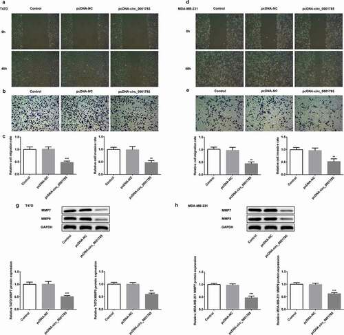 Figure 2. Circ_0001785 overexpression inhibits the breast cancer cell migration and invasion. (a-b) The representative pictures of T47D cell migration and invasion. (c) Effect of circ_0001785 overexpression on cell migration and invasion in T47D cells. (d-e) The representative pictures of MDA-MB-231 cell migration and invasion assays. (f) Effect of circ_0001785 overexpression on cell migration and invasion in MDA-MB-231 cells. (g-h) Effect of circ_0001785 overexpression on MMP7 and MMP9 expressions in T47D and MDA-MB-231 cells. GAPDH was used as a loading control. **p < 0.01 and ***p < 0.001 vs. pcDNA-NC