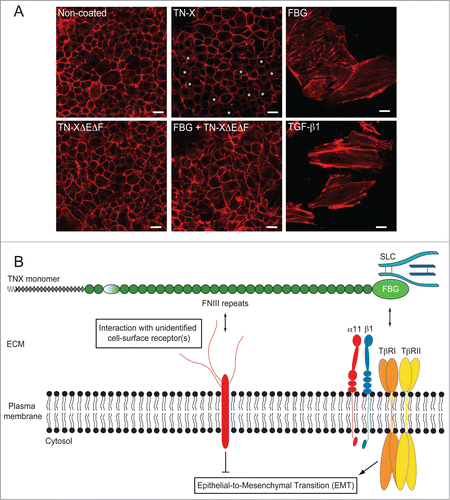 Figure 5. The FNIII region of TN-X antagonizes the induction of EMT by the FBG-like domain. (A) Actin direct fluorescence in normal murine mammary epithelial (NMuMG) cells seeded onto non-coated dishes or dishes containing equimolar quantities of immobilized recombinant full-length TN-X, FBG-like domain, FNIII repeats (TN-XΔEΔF) or both FNIII repeats and FBG-like domain. Note that compared to the uncoated condition, where almost all cells exhibited a cortical actin staining, the full-length TN-X induced a mild EMT, visualized by a partial delocalization of actin cytoskeleton from cell junctions (*). In contrast, the FBG-like domain caused a full EMT, as illustrated by the acquisition of elongated cell morphology and the organization of actin cytoskeleton into stress fibers. Recombinant human TGF-β1, used here as a positive control, gave similar results to those obtained with the FBG-like domain. However, the FNIII region of TN-X fully inhibited the EMT triggered by the FBG-like domain. Bars, 15 μm. (B) Model representing the regulation of epithelial cell plasticity by TN-X. When separated from the intact TN-X molecule, the FBG-like domain is able to induce a robust EMT response, through its ability to activate latent TGF-β. This response relies on the presence of TβRII/I receptors and α11β1 integrin at the cell surface. In the intact TN-X molecule, the FNIII region antagonizes the EMT induced by the FBG-like domain, most likely via distinct intracellular cues that are initiated by the interaction of certain FNIII repeats to a yet unidentified receptor.