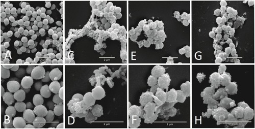 Figure 5 Scanning electron microscopy (SEM) images of methicillin-resistant Staphylococcus aureus (MRSA) N315 after 3 hrs of incubation. (A) Negative control (not treated) (25,000×). (B) Positive control (50,000×). (C) Treatment with 0.050 mg mL−1 simvastatin (25,000×). (D) Treatment with 0.050 mg mL−1 of simvastatin (50,000×). (E) Treatment with 212.33 mg mL−1 of AgNPbio (25,000×). (F) Treatment with 212.33 mg mL−1 of AgNPbio (50,000×). (G) Treatment with 0.012 mg mL−1 of simvastatin and 106.16 mg mL−1 of AgNPbio in combination (25,000×). (H) Treatment with 0.012 mg mL−1 of simvastatin and 106.16 mg.mL−1 of AgNPbio in combination (50,000×).