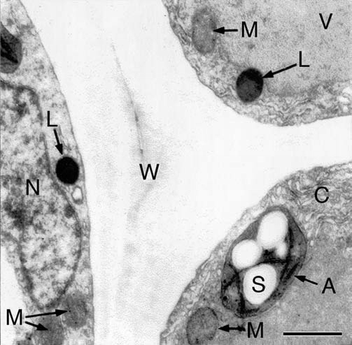 Figure 4 Ultrastructure of sub-epidermal cells in the region between the apical hook and the onset of the cotyledons in 3-day-old etiolated sunflower seedlings. The representative transmission electron micrograph shows the cytoplasmic region of three cells in the periphery of the organ that are separated by a thick wall. A, amyloplast; C, cytoplasm; L, lipid droplet (oleosome); M, mitochondrion; N, nucleus; S, starch; V, vacuole; W, cell wall. Bar, 2 µm.