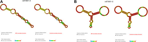 Figure 3 The RNAfold algorithm predicts the genotypic impact of rs873601 on centroid secondary and minimum free energy. (A)  MFE and Centroid secondary structure of rs873601-A. (B) MFE and Centroid secondary structure of rs873601-G.