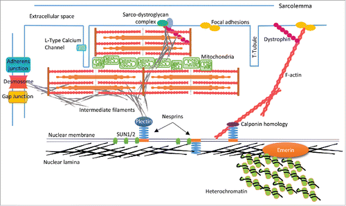 Figure 3. Schematic representation of CM structure. The nuclear lamina associates with LEM proteins i.e., Emerin and heterochromatin on the inner nuclear membrane (INM). Lamins also bind with SUN proteins and nesprins to form the LINC complex, which spans the nuclear envelope (NE), and links to cytoskeletal components (actin, intermediate filaments) via binding domains such as plectin and calponin homology. F-actin extends to the cell periphery and links to membrane anchors such as dystrophin and focal adhesion proteins (e.g. vinculin) thereby creating a mechanical links between the nucleus and ECM. In the context of CMs there may also be interactions with sarcomere structures, which are currently undefined. IFs such as desmin may knit the NE-sarcomere-sarcolemma via the sarco-dystroglycan complex, and provide a mechanical link from the nucleus to the intercalated disc via the cytoskeletal components of the sarcomere and IFs.