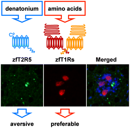 Fig. 1. The clear segregation of zfT1R and zfT2R5 expression in zebrafish taste buds strongly suggests a conserved mechanism among vertebrate species, whereby taste modalities are defined by the taste receptor cell types responding to the tastants.